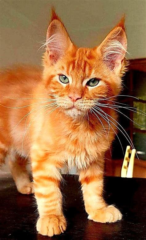 female orange tabby for sale.